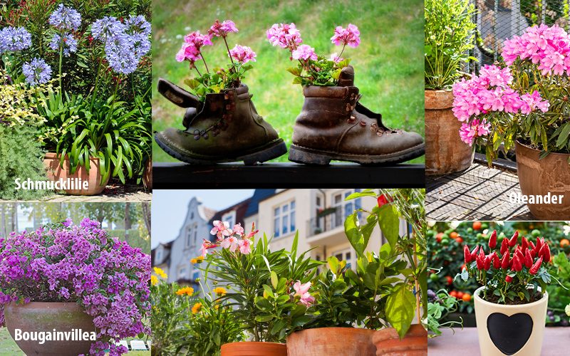 Topfpflanzen, Balkon und Garten verschöneren, Immobilien Blog, Windisch Immobilien