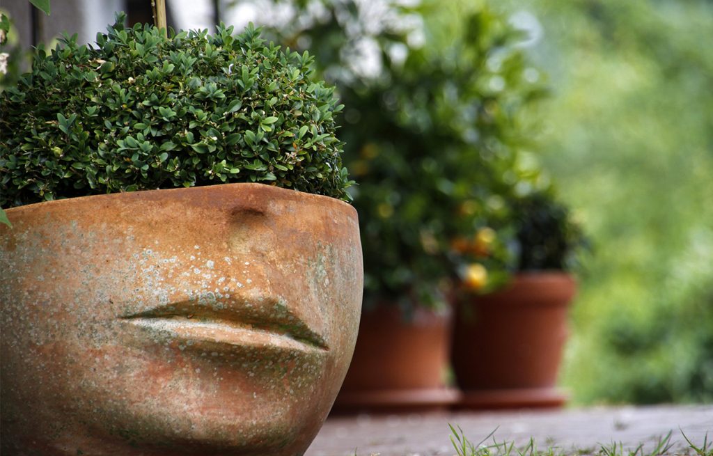 Topfpflanzen, Balkon und Garten verschöneren, Immobilien Blog, Windisch Immobilien