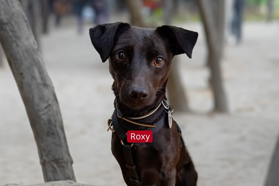 Foto von Roxy