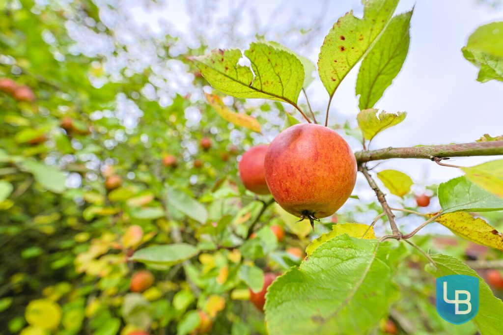 Immobilienangebot - Blekendorf / Friederikental - Alle & Rest (Wohnen) - Doppelhaushälfte mit großem Grundstück und viel Potenzial in ländlicher Lage