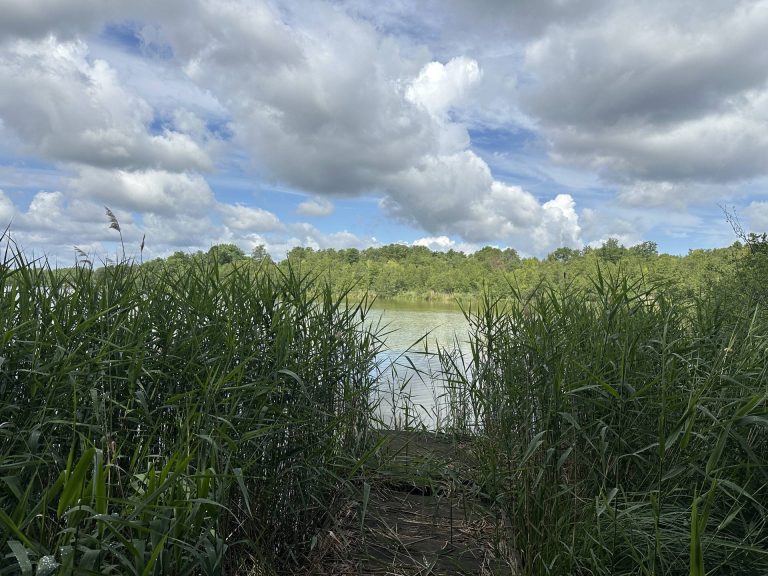 Immobilienangebot - Schwerin - Alle - Ein Grundstück zum Verlieben mit Neubaupotential (B-Plan), Bestandsgebäude und privatem Seezugang