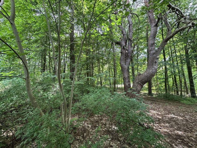 Immobilienangebot - Schwerin - Alle - Ein Grundstück zum Verlieben mit Neubaupotential (B-Plan), Bestandsgebäude und privatem Seezugang