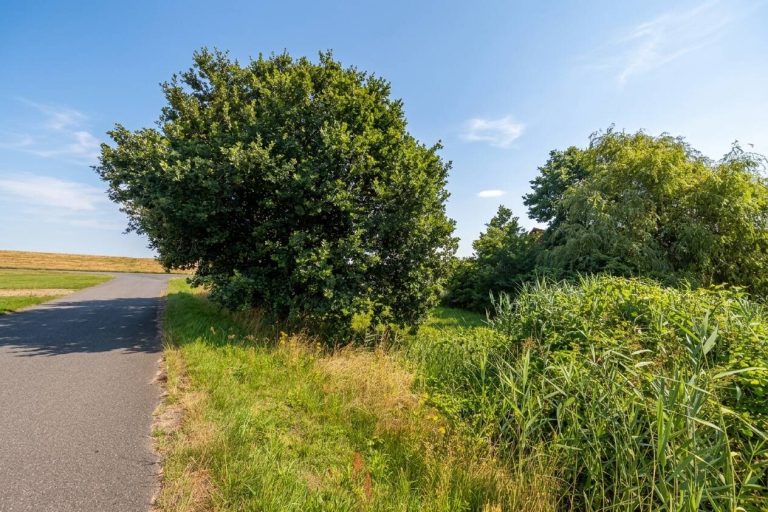 Immobilienangebot - Hohnstorf (Elbe) - Alle - Ein besonderer Ort zum Bauen und Bleiben – 
direkt am Elbdeich in Hohnstorf