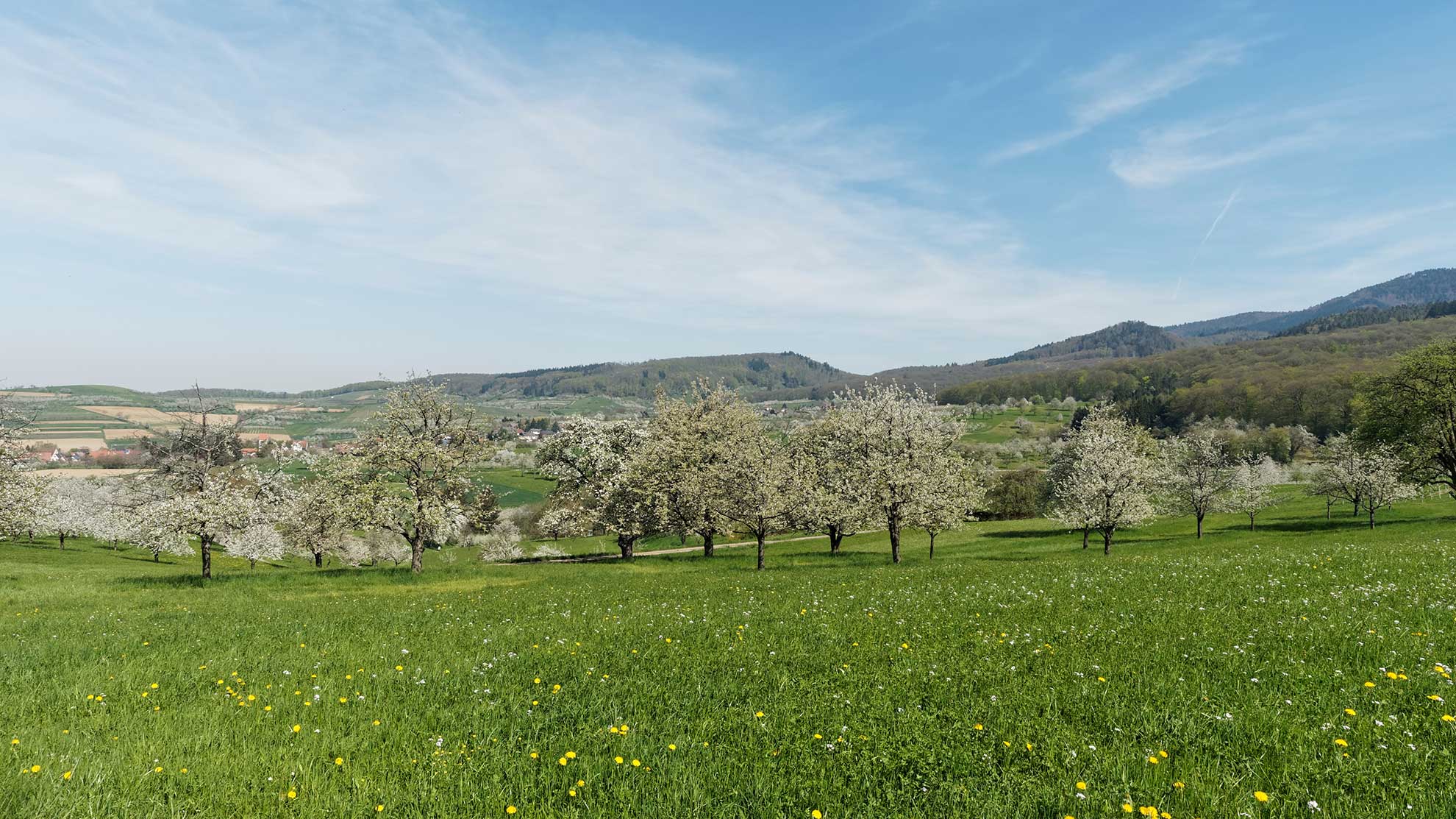 Immobilienmarkt Markgraeflerland - Gisinger Immobiliengruppe Freiburg