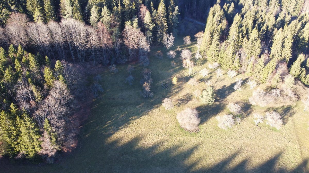 Ingo Leibinger Immobilienvermittlung - Immobilienangebot - Tuttlingen - Grundstücke - PROVISIONSFREI - 4ha Wald, Wiesen und Obstbäume – Naturliebhaber gesucht