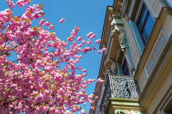 Sophienpark Villen - Kirschblüten in Bonn - Dekobild