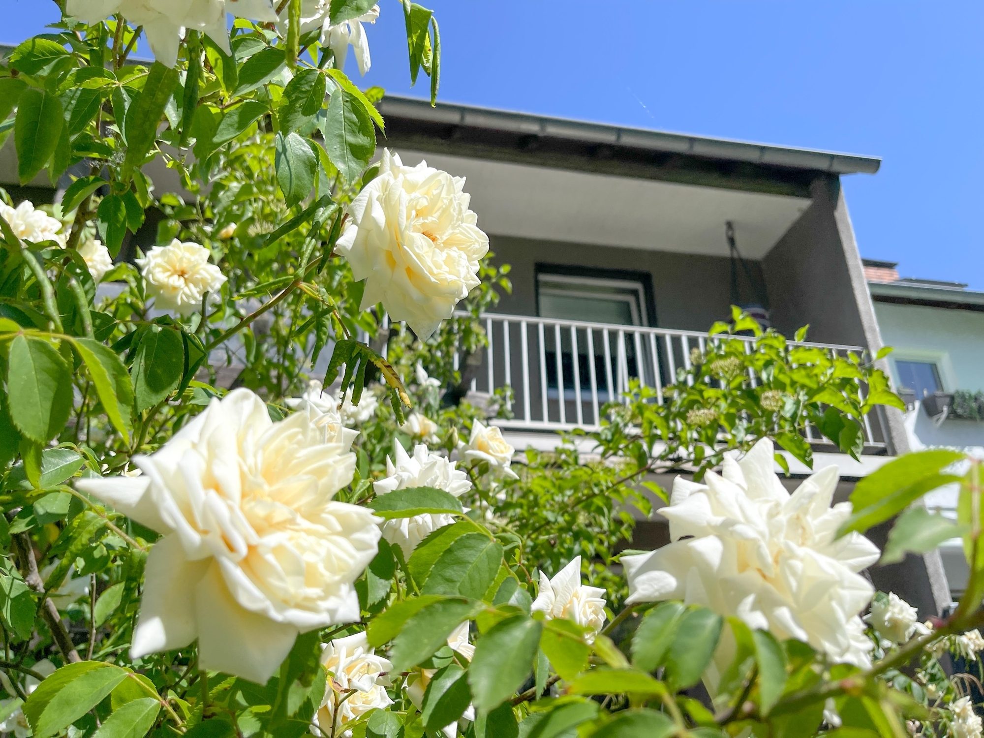 Immobilienangebot - Düsseldorf - Alle - Wersten: gepflegtes Reihenmittelhaus mit Süd-Garten und Entwicklungspotenzial in ruhiger Lage