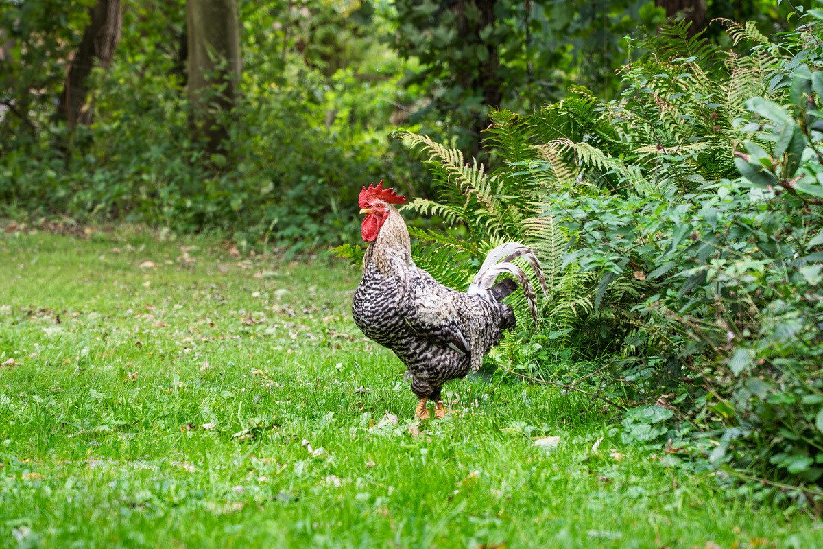 Immobilienangebot - Uelvesbüll - Alle - Landhausidylle unter Reet - Wohnen, wo Ruhe zuhause ist