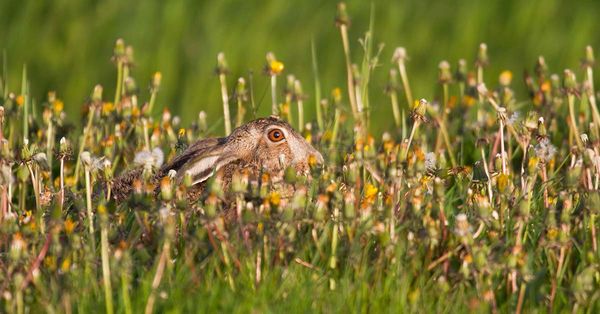 Versteckte Immobilien finden – nicht nur an Ostern
