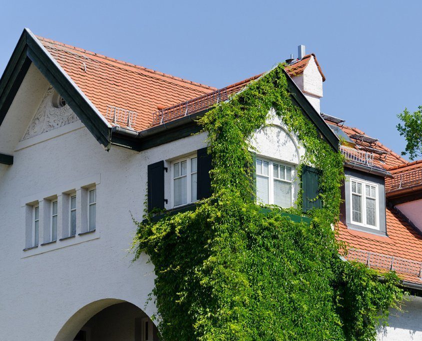 Hausfassade, die von Efeu bewachsen ist