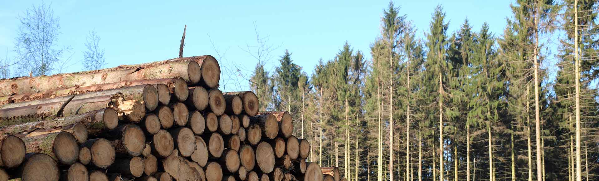 Wald mit Holzlager aus geschlagenen Stämmen