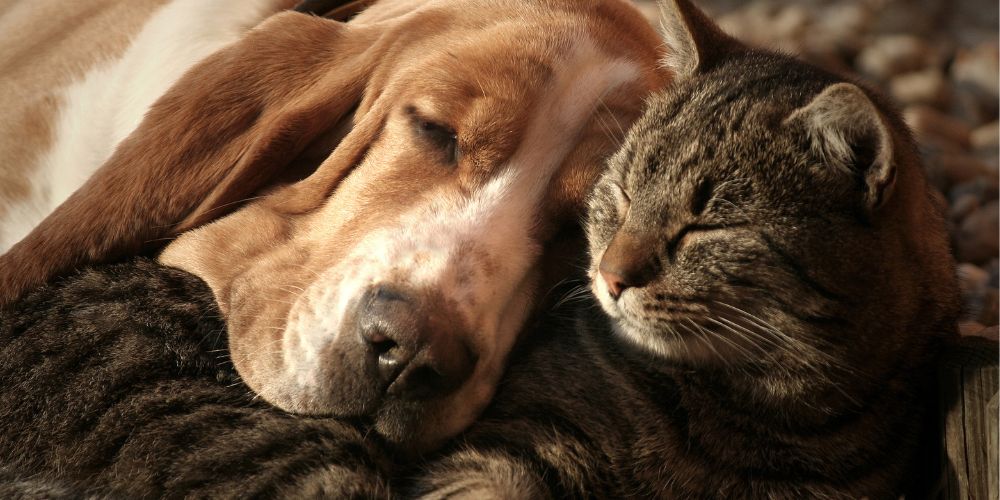 Hund und Katze in entspannter Nähe, friedliches Schlafen miteinander