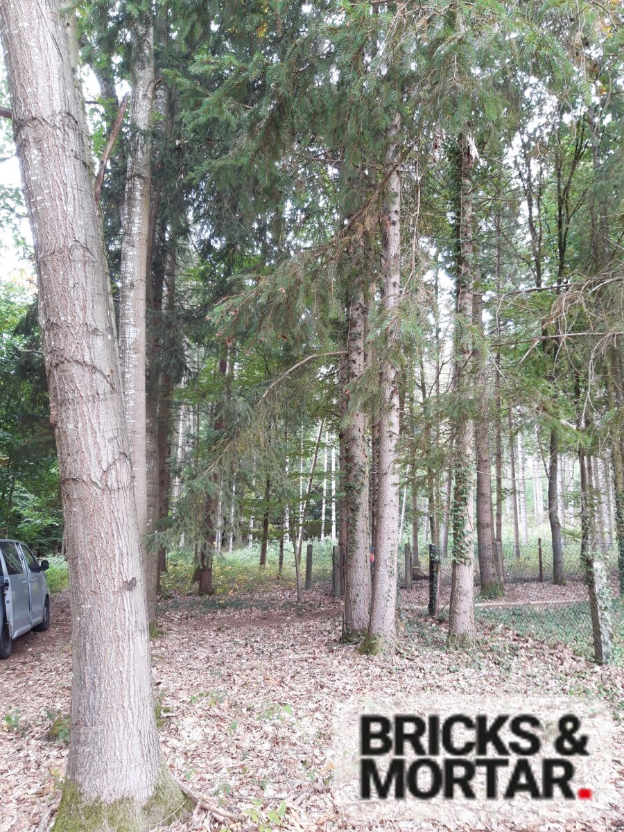 Immobilienangebot - Aichach / Untergriesbach - Grundstücke - Waldgrundstück mit ca. 3.419 m², vielseitigem Baumbestand und eigener Hütte in Untergriesbach