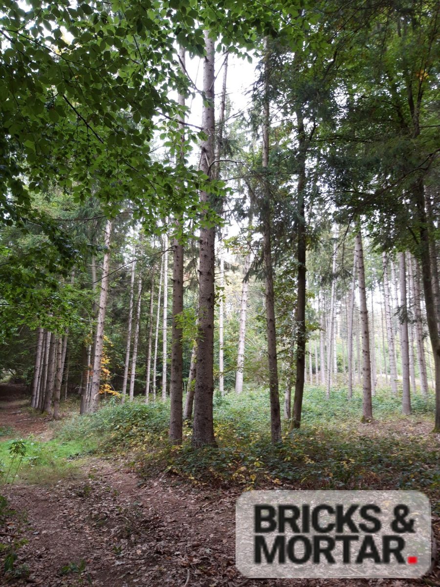 Immobilienangebot - Aichach / Untergriesbach - Grundstücke - Waldgrundstück mit ca. 3.419 m², vielseitigem Baumbestand und eigener Hütte in Untergriesbach