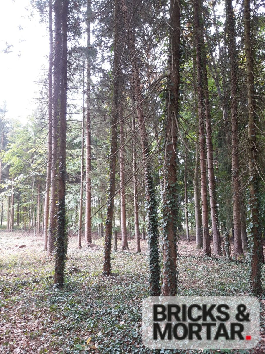 Immobilienangebot - Aichach / Untergriesbach - Grundstücke - Waldgrundstück mit ca. 3.419 m², vielseitigem Baumbestand und eigener Hütte in Untergriesbach