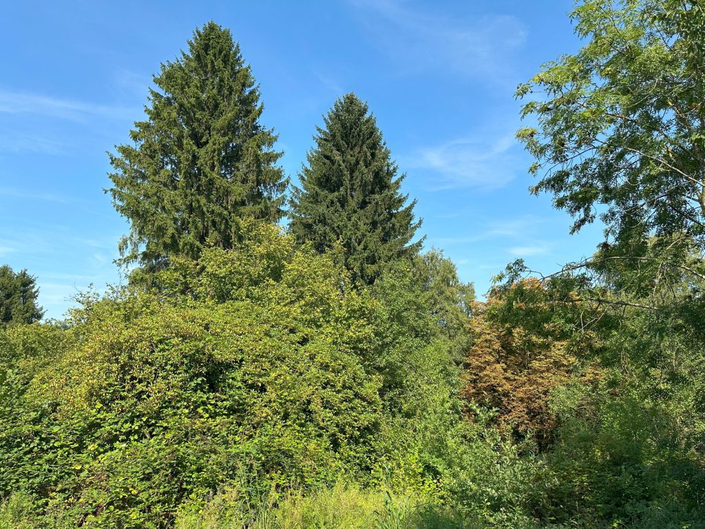 Immobilienangebot - Bochum - Alle - Großzügig im Schnitt, mit Terrasse und Garten - Innenausbau läuft