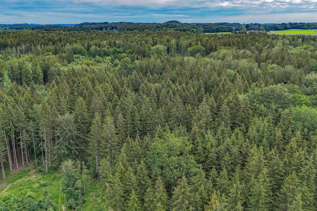 Veltrup Immobilien - Immobilienangebot - Wörthsee - Bauplätze - FICHTENTEIL - GEPFLEGTES WALDGRUNDSTÜCK IM RAUM WÖRTHSEE