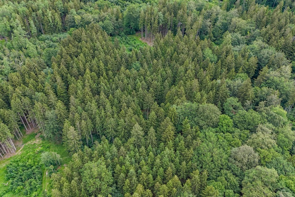 Veltrup Immobilien - Immobilienangebot - Wörthsee - Bauplätze - FICHTENTEIL - GEPFLEGTES WALDGRUNDSTÜCK IM RAUM WÖRTHSEE