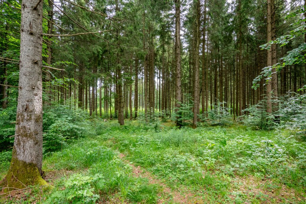 Veltrup Immobilien - Immobilienangebot - Wörthsee - Bauplätze - FICHTENTEIL - GEPFLEGTES WALDGRUNDSTÜCK IM RAUM WÖRTHSEE