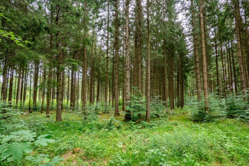 Veltrup Immobilien - Immobilienangebot - Wörthsee - Bauplätze - FICHTENTEIL - GEPFLEGTES WALDGRUNDSTÜCK IM RAUM WÖRTHSEE