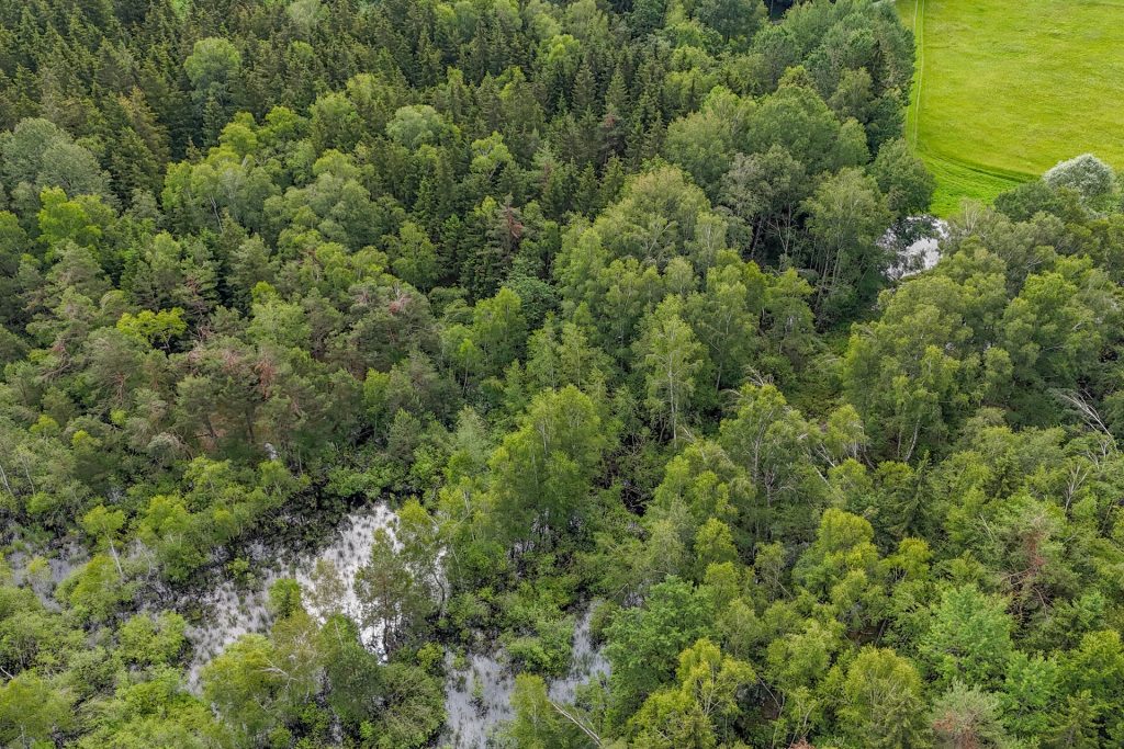 Veltrup Immobilien - Immobilienangebot - Wörthsee - Bauplätze - MOOSTEIL - ÖKOLOGISCH WERTVOLLES WALDGRUNDSTÜCK IM RAUM WÖRTHSEE