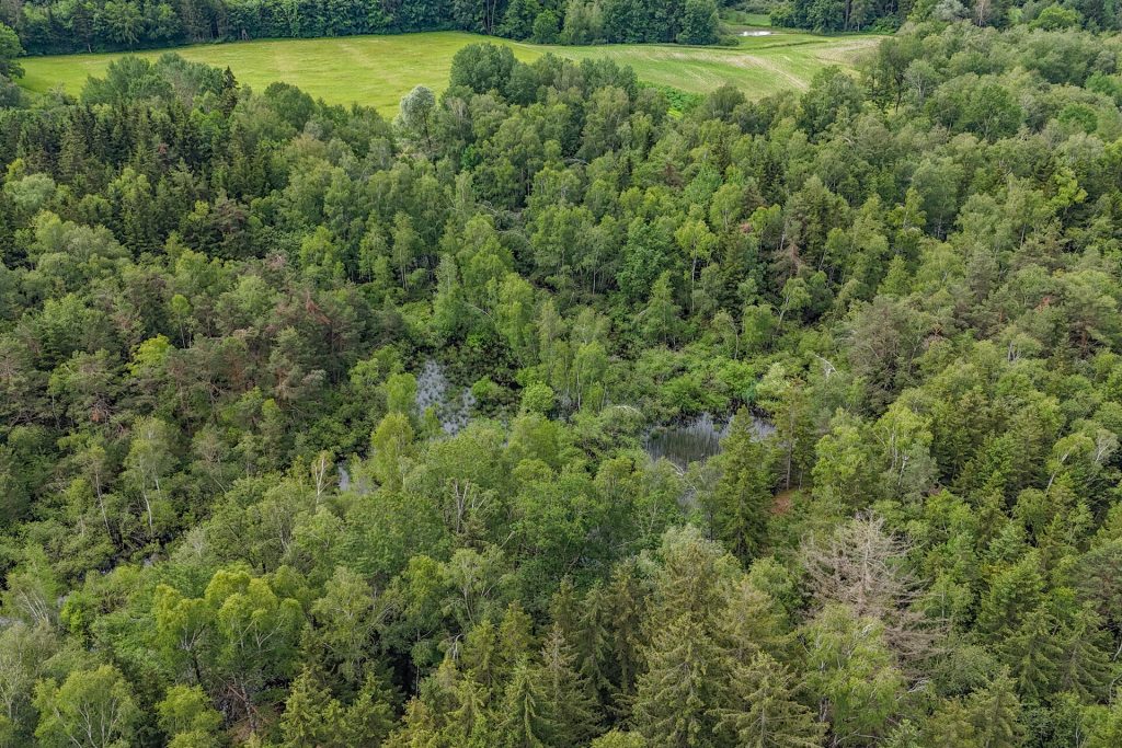 Veltrup Immobilien - Immobilienangebot - Wörthsee - Bauplätze - MOOSTEIL - ÖKOLOGISCH WERTVOLLES WALDGRUNDSTÜCK IM RAUM WÖRTHSEE
