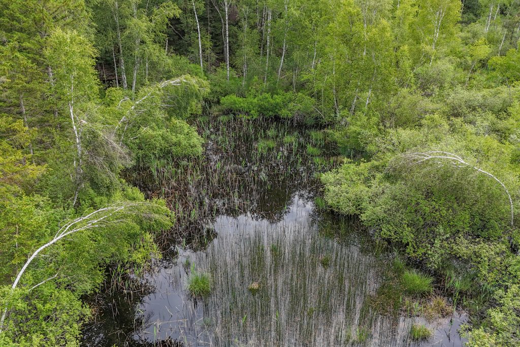 Veltrup Immobilien - Immobilienangebot - Wörthsee - Bauplätze - MOOSTEIL - ÖKOLOGISCH WERTVOLLES WALDGRUNDSTÜCK IM RAUM WÖRTHSEE