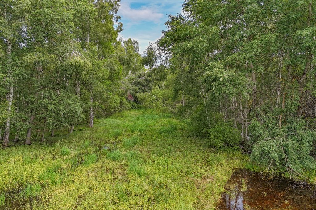 Veltrup Immobilien - Immobilienangebot - Wörthsee - Bauplätze - MOOSTEIL - ÖKOLOGISCH WERTVOLLES WALDGRUNDSTÜCK IM RAUM WÖRTHSEE
