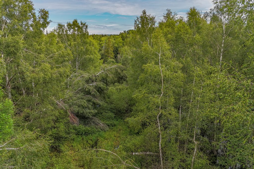 Veltrup Immobilien - Immobilienangebot - Wörthsee - Bauplätze - MOOSTEIL - ÖKOLOGISCH WERTVOLLES WALDGRUNDSTÜCK IM RAUM WÖRTHSEE