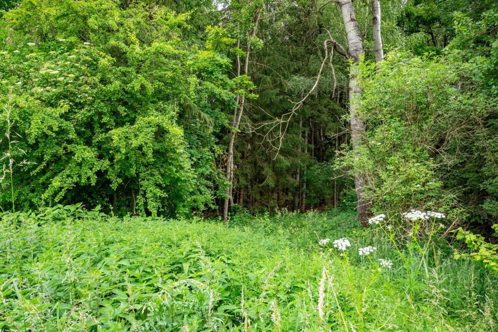 Veltrup Immobilien - Immobilienangebot - Wörthsee - Bauplätze - MOOSTEIL - ÖKOLOGISCH WERTVOLLES WALDGRUNDSTÜCK IM RAUM WÖRTHSEE