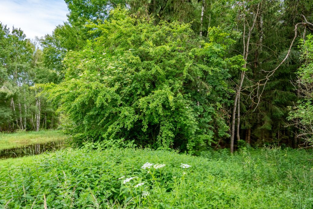 Veltrup Immobilien - Immobilienangebot - Wörthsee - Bauplätze - MOOSTEIL - ÖKOLOGISCH WERTVOLLES WALDGRUNDSTÜCK IM RAUM WÖRTHSEE