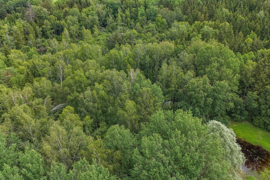 Veltrup Immobilien - Immobilienangebot - Wörthsee - Bauplätze - MOOSTEIL - ÖKOLOGISCH WERTVOLLES WALDGRUNDSTÜCK IM RAUM WÖRTHSEE
