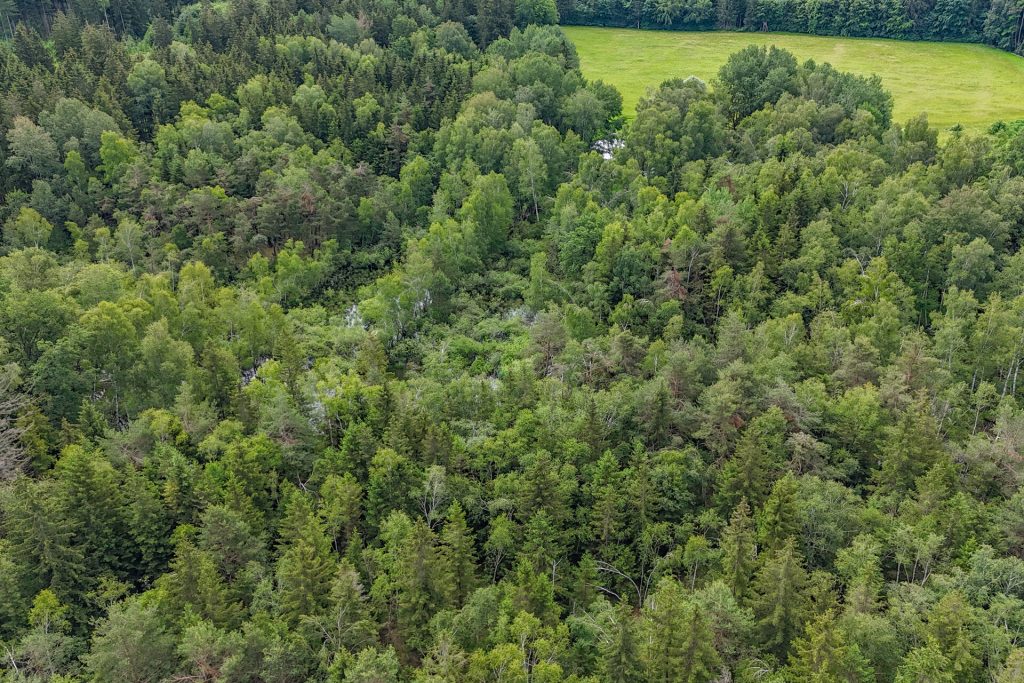 Veltrup Immobilien - Immobilienangebot - Wörthsee - Bauplätze - MOOSTEIL - ÖKOLOGISCH WERTVOLLES WALDGRUNDSTÜCK IM RAUM WÖRTHSEE