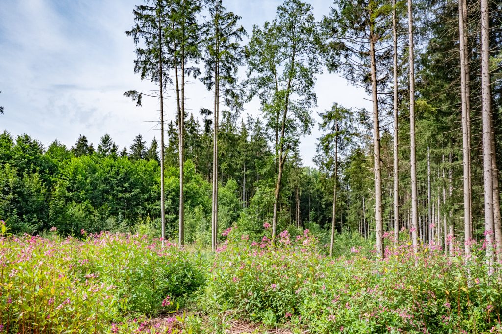 Veltrup Immobilien - Immobilienangebot - Egling an der Paar / Heinrichshofen - Bauplätze - HEINRICHSHOFER HOLZ - FORSTGRUNDSTÜCK MIT STRUKTUR