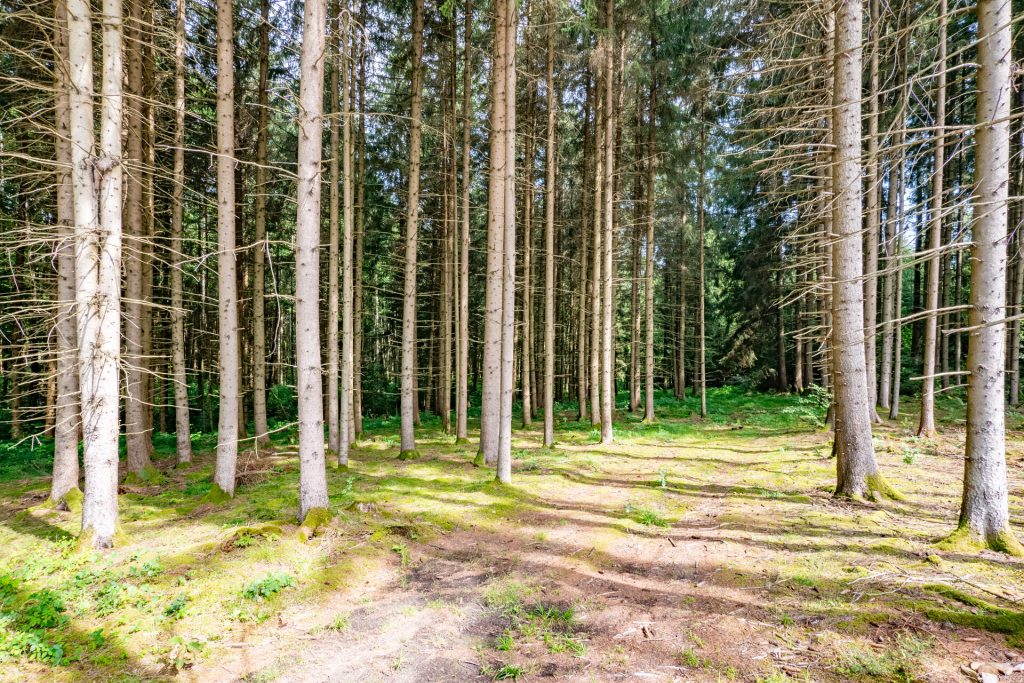 Veltrup Immobilien - Immobilienangebot - Egling an der Paar / Heinrichshofen - Bauplätze - HEINRICHSHOFER HOLZ - FORSTGRUNDSTÜCK MIT STRUKTUR