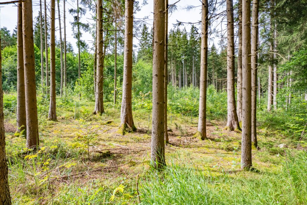 Veltrup Immobilien - Immobilienangebot - Egling an der Paar / Heinrichshofen - Bauplätze - HEINRICHSHOFER HOLZ - FORSTGRUNDSTÜCK MIT STRUKTUR