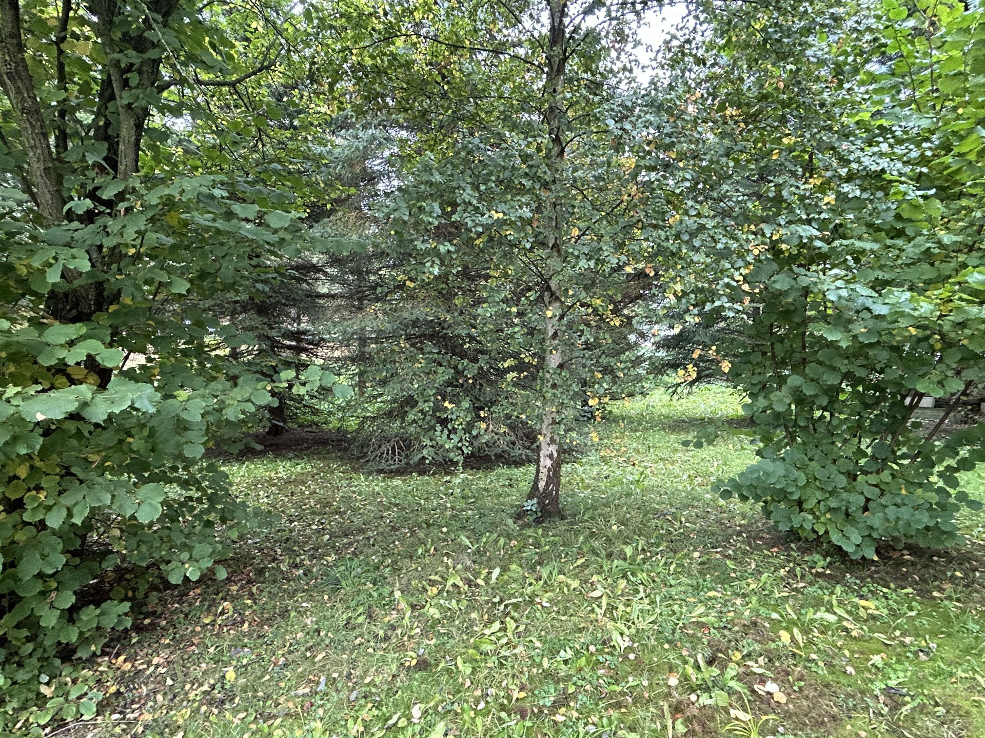 Immobilienangebot - Marsberg / Westheim - Alle - Gepflegtes Einfamilienhaus sucht neuen Besitzer