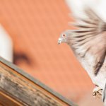 Tauben auf Dach - HUST Immobilien