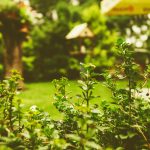 grüner Garten als Rückzugsort