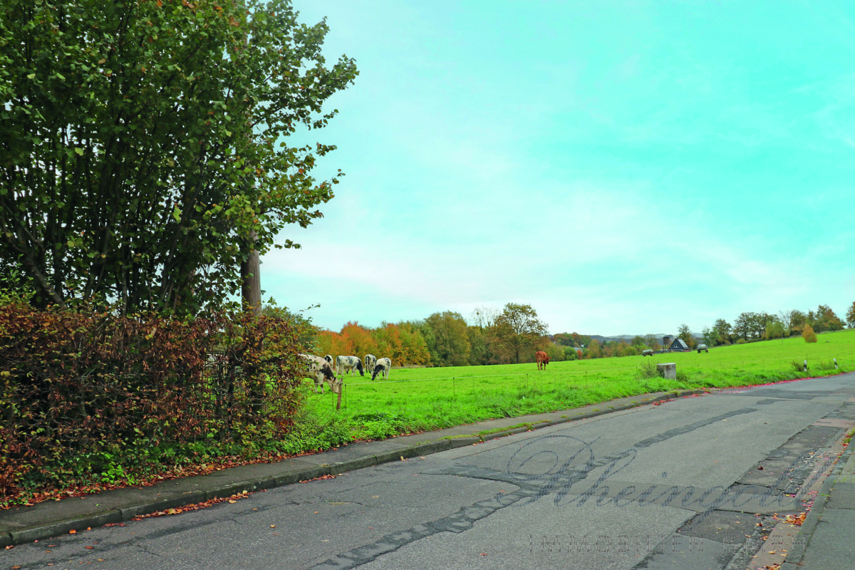 Immobilienangebot - Bergisch Gladbach - Häuser - Am Landschaftsschutzgebiet: Große Fenster & viel Licht: Platz für die Familie, mit Einliegerwohnung