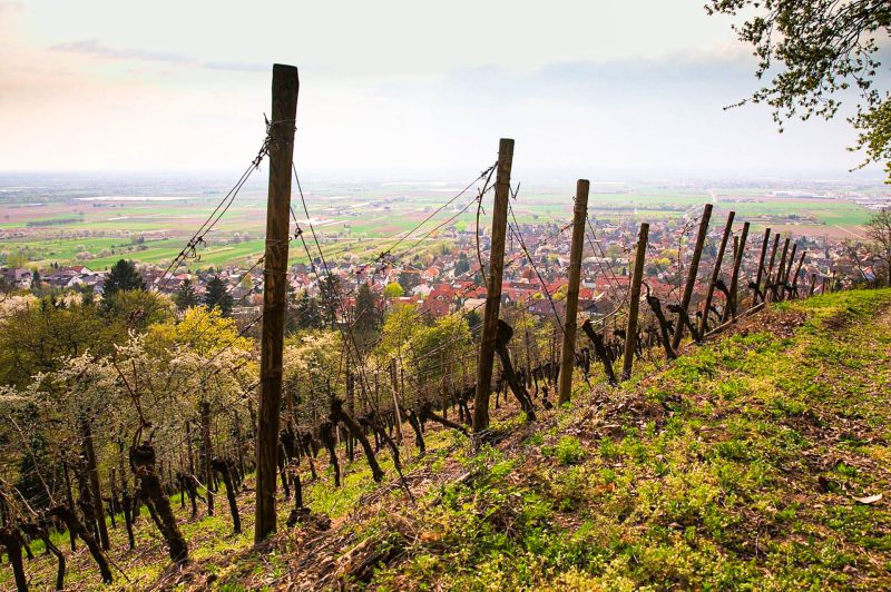 Landschaftsaufnahme von Hirschberg an der Bergstraße mit Weinhängen und einer hügeligen Aussicht.