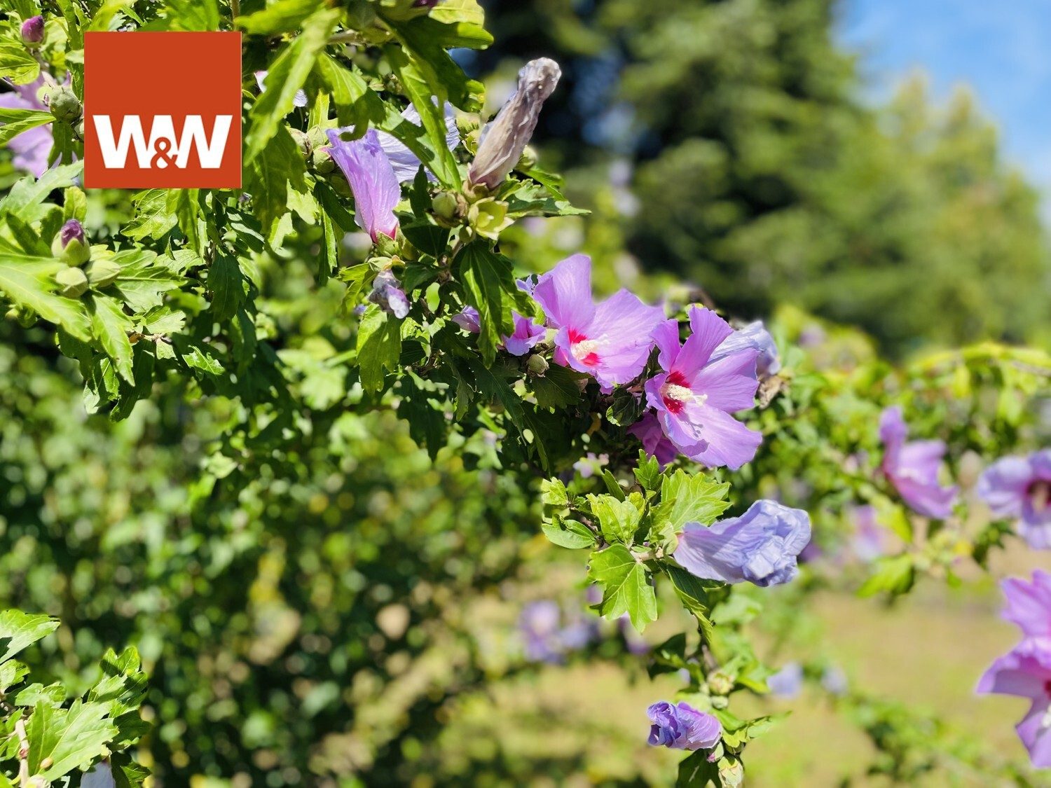 Immobilienangebot - Baden-Baden - Alle - BEVORZUGTE WOHNLAGE MIT VIEL POTENZIAL: Zweifamilienhaus mit Anbau und großem Gartengrundstück