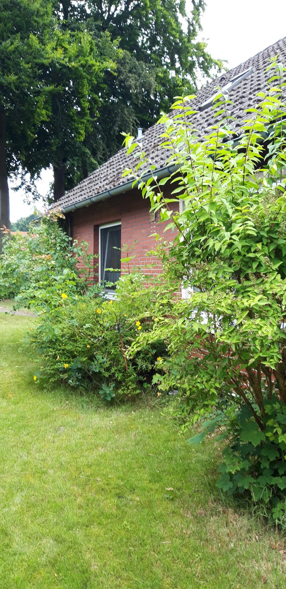 Immobilienangebot - Wingst - Alle - EFH mit vermieteter Einliegerwohnung in Wingst