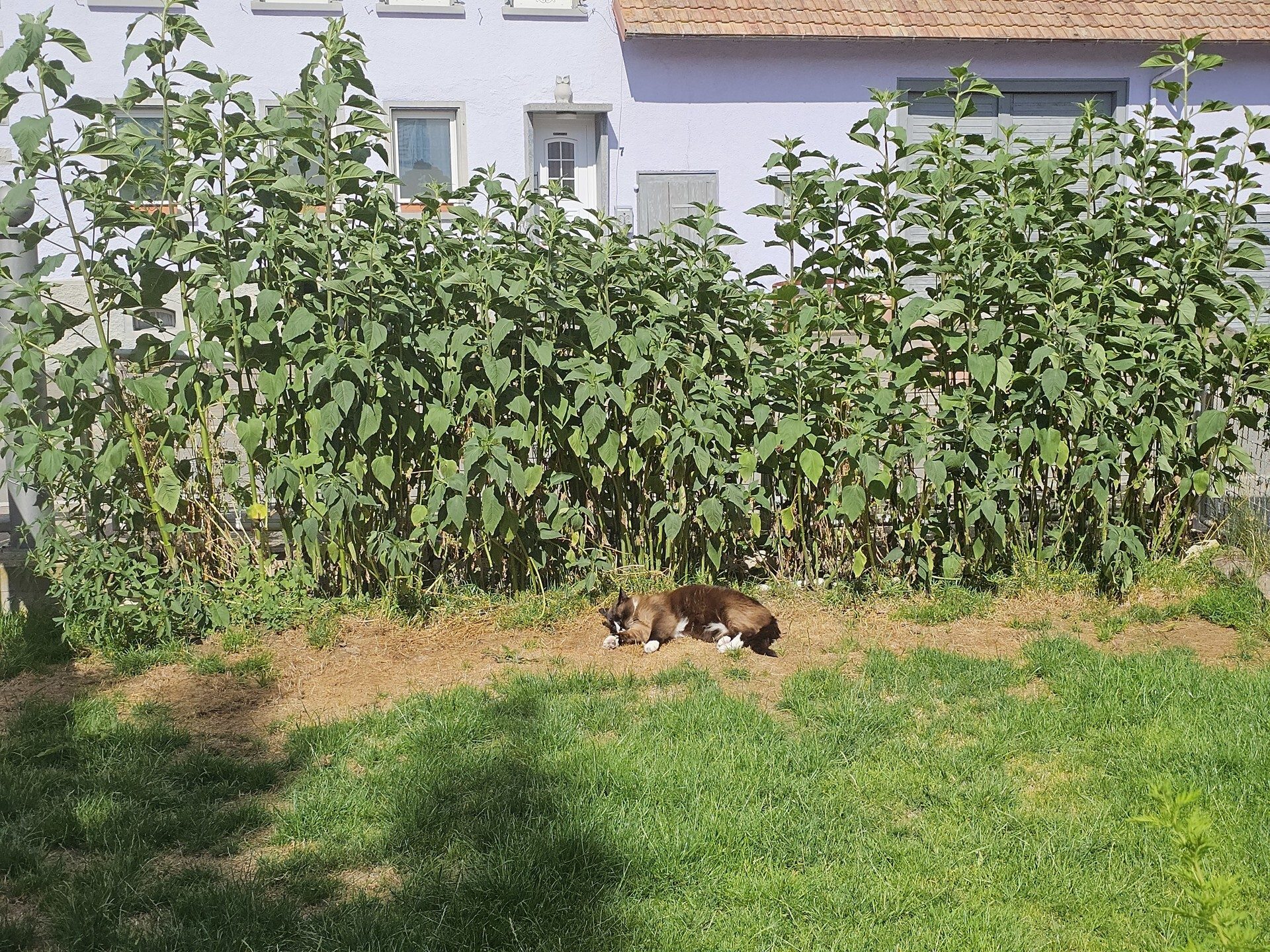 Immobilienangebot - Donaueschingen / Neudingen - Alle - Tolles Einfamilienhaus zum Preis einer Eigentumswohnung!
Hier kommt Ihre Chance!!!