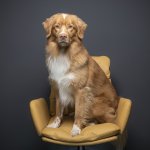 Teamvorstellung - Bürohund Finn