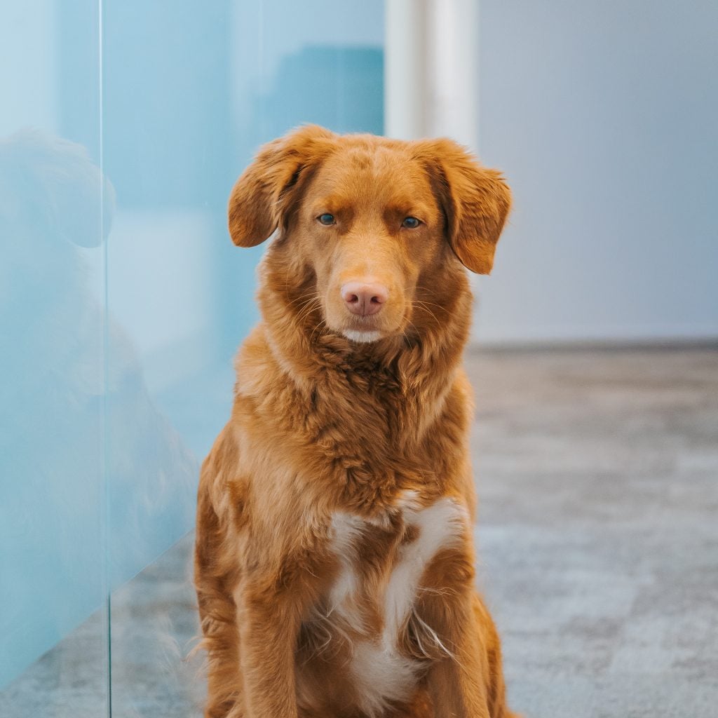 Skye
