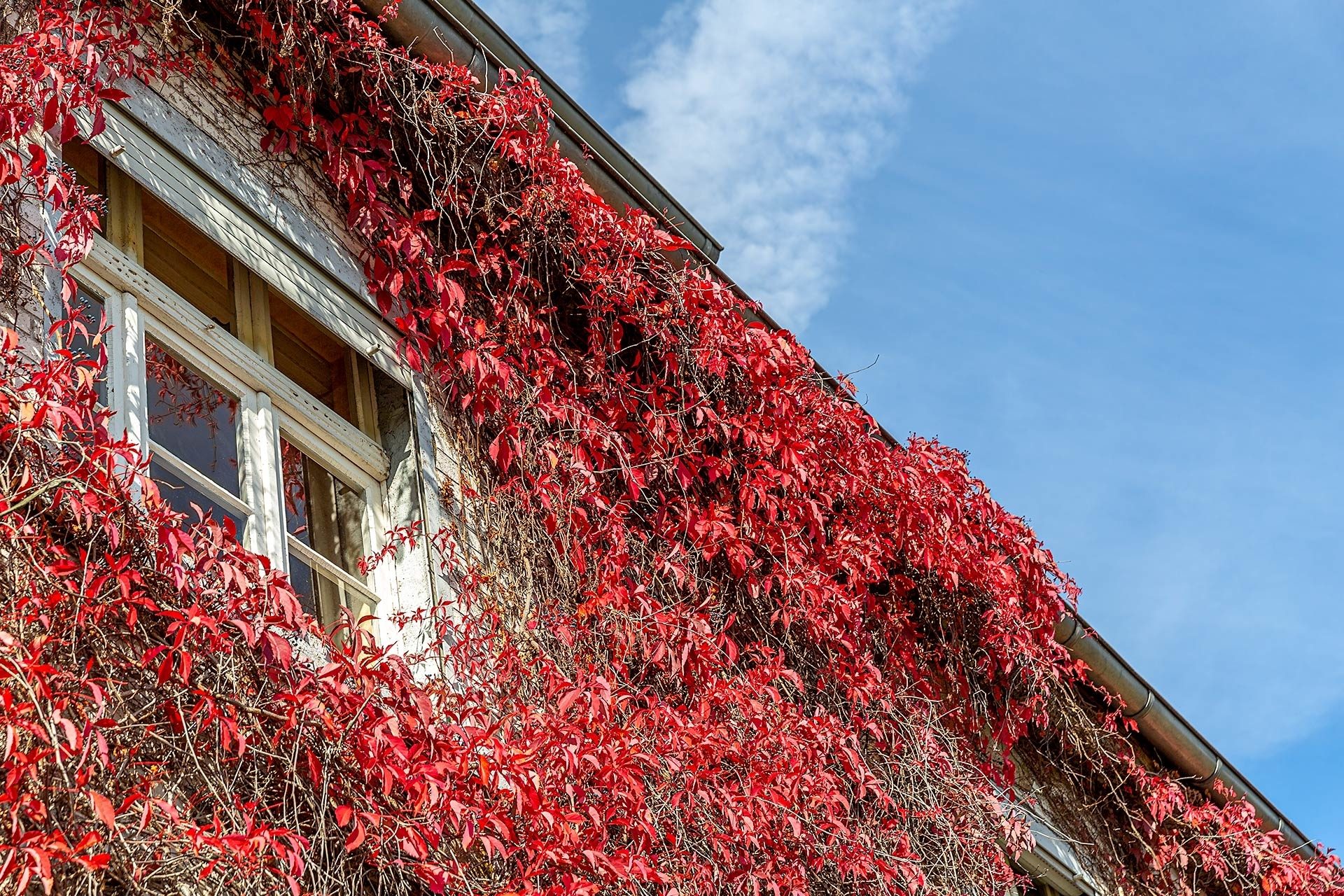 Immobilienangebot - Marl-Polsum - Häuser - Ländlich ruhig im Aussenbereich von Marl-Polsum!